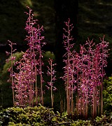 Corallorhiza mertensiana - Merten's Coralroot 14-2790_1